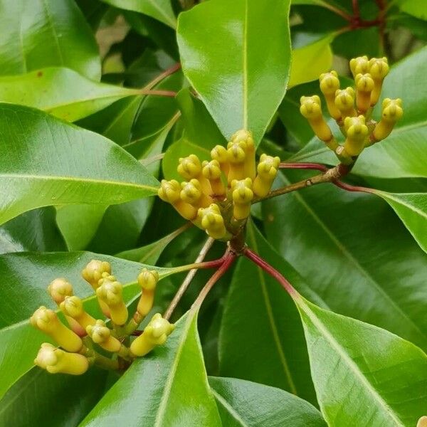 Syzygium aromaticum Flower