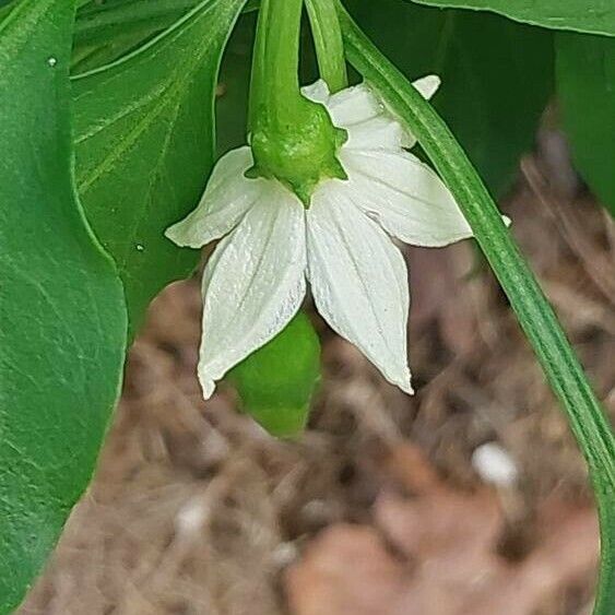 Capsicum frutescens Flor