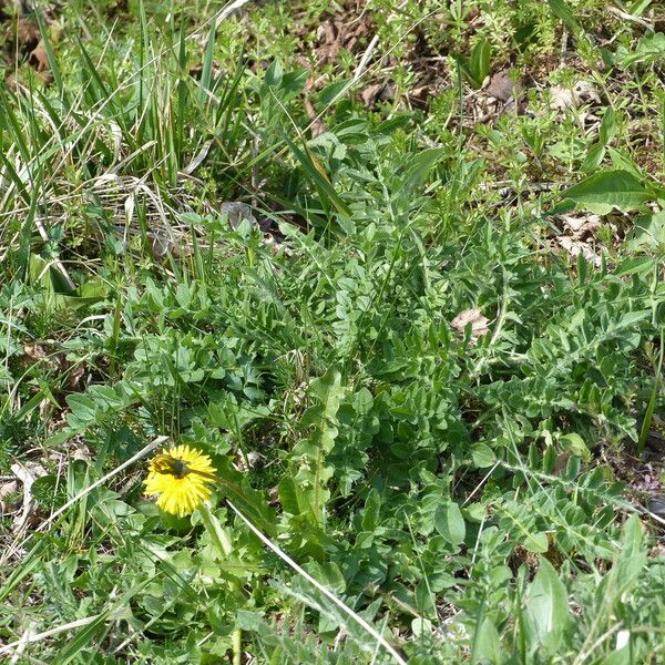 Papaver rhoeas Лист