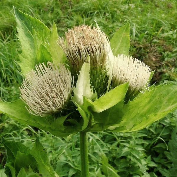 Cirsium oleraceum Flower