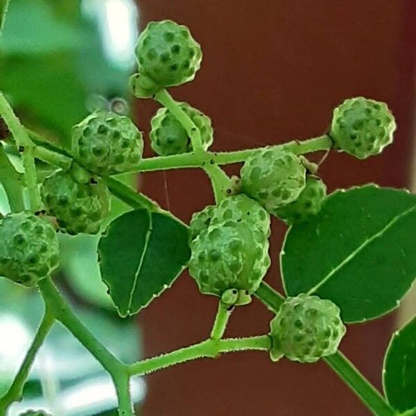 Zanthoxylum piperitum Fruit