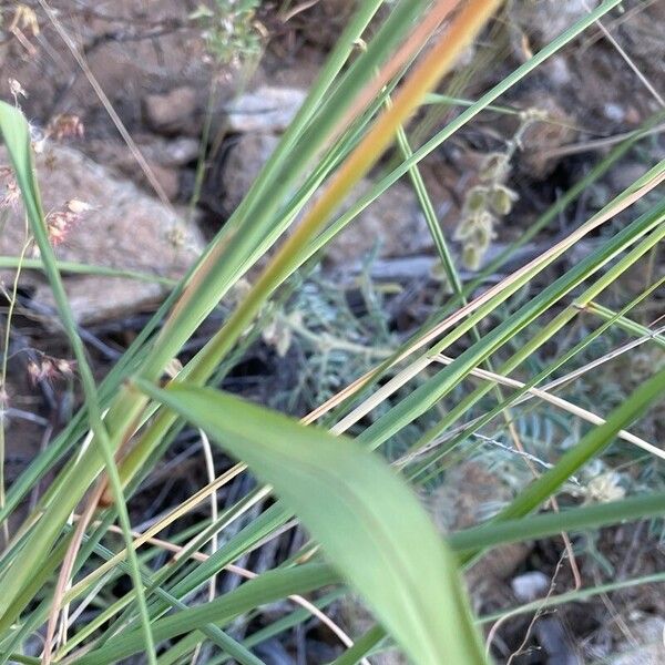 Eragrostis superba Leaf