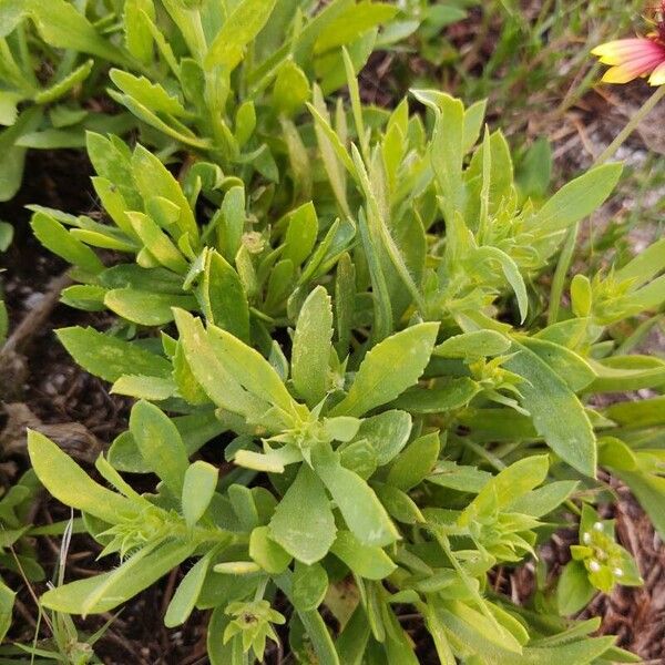 Gaillardia pulchella Leaf