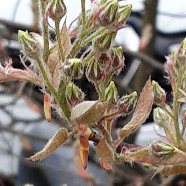 Amelanchier × lamarckii ফুল