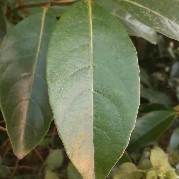 Viburnum odoratissimum Leaf