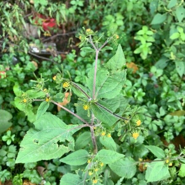 Sigesbeckia orientalis Blatt