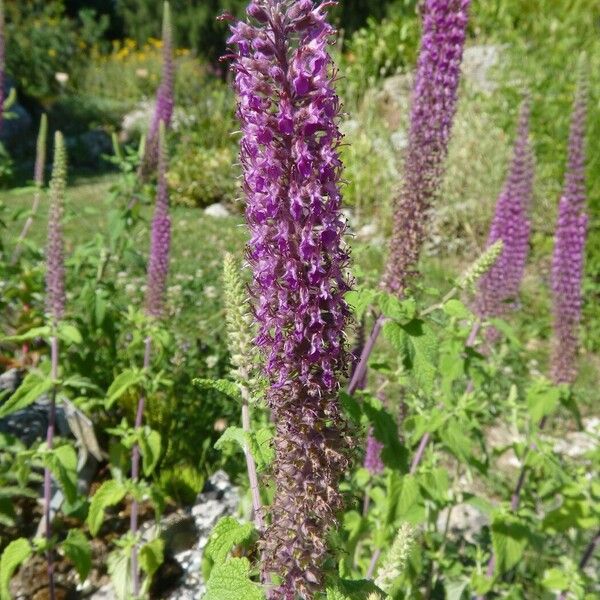 Teucrium hircanicum 花