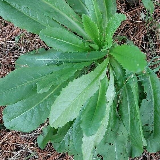 Lactuca virosa পাতা