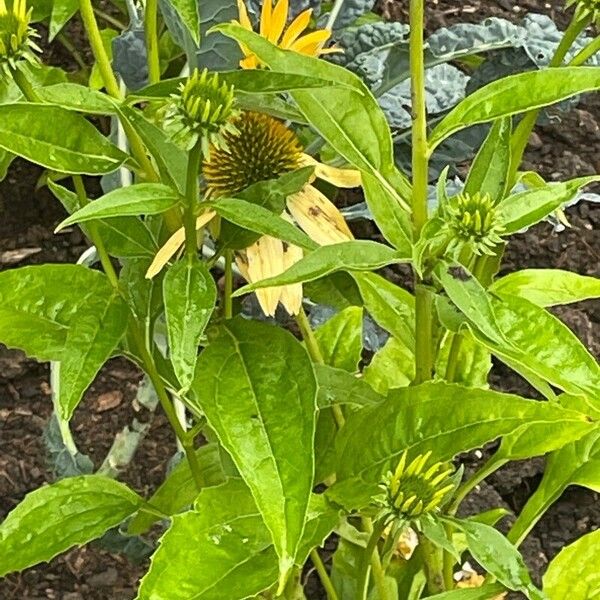 Helianthus × laetiflorus Leaf