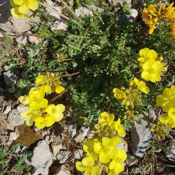 Brassica repanda Bloem