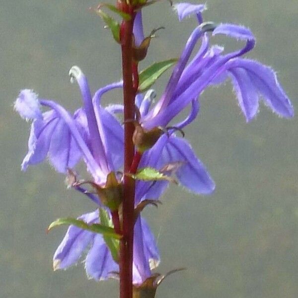 Lobelia siphilitica Çiçek