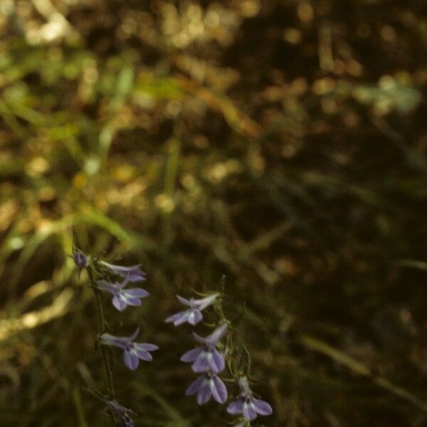 Lobelia puberula 整株植物