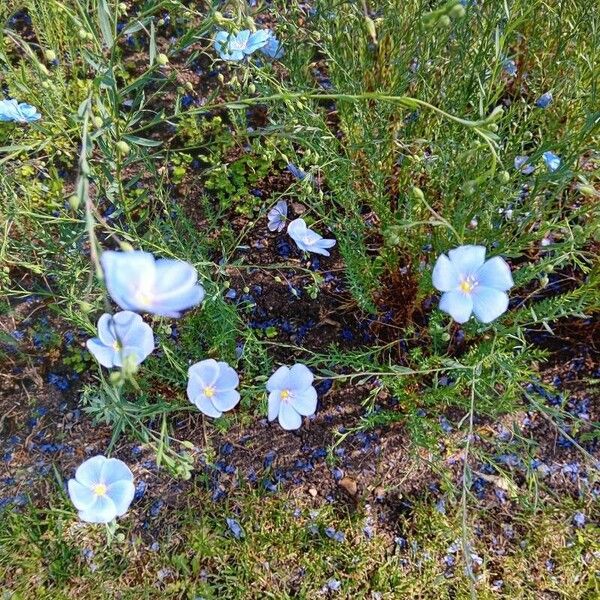 Linum perenne Λουλούδι