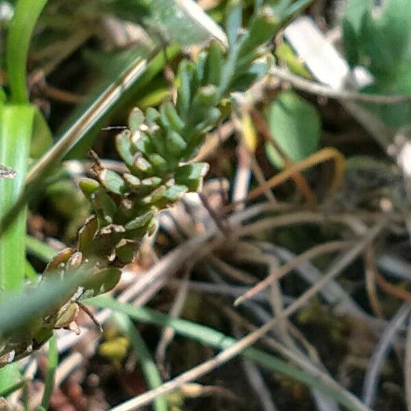 Linum narbonense List