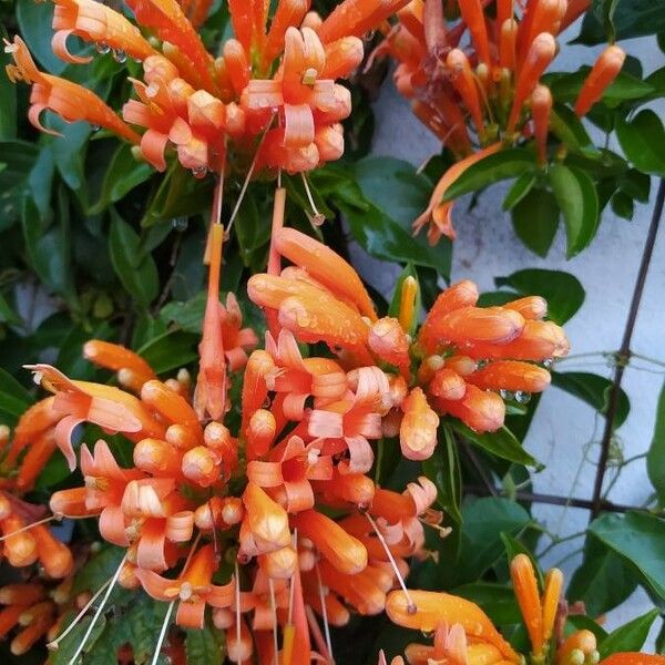 Pyrostegia venusta Flower