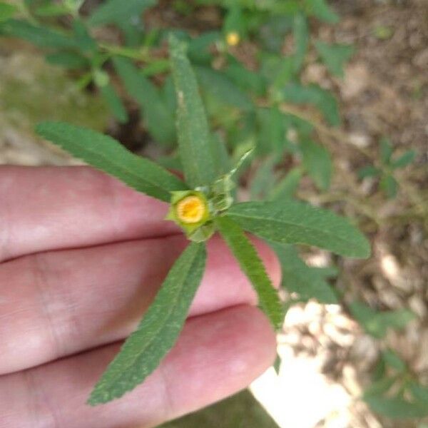 Sida rhombifolia Flower