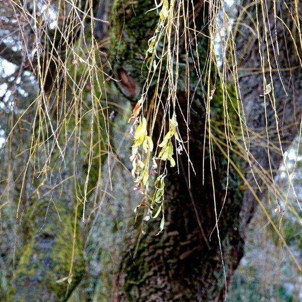 Salix babylonica Lapas