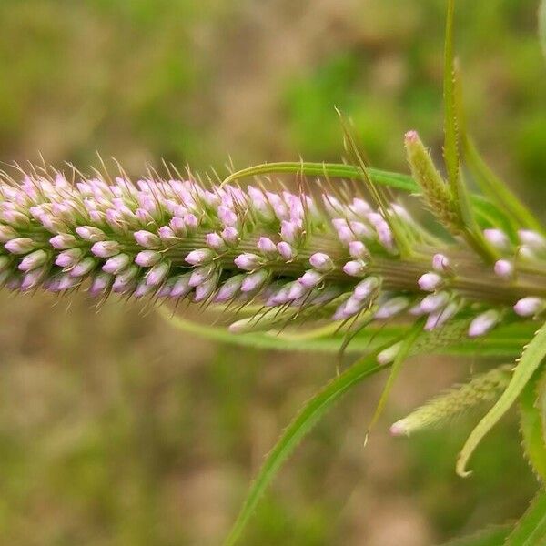 Veronicastrum virginicum Blüte