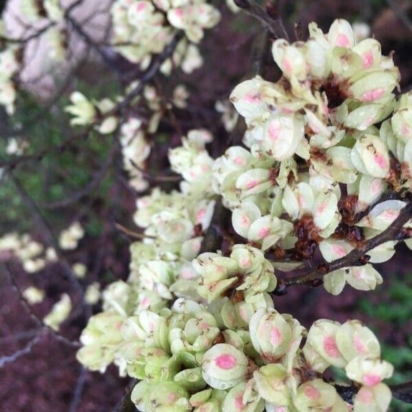 Ulmus glabra Plod