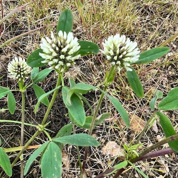 Trifolium alexandrinum Flor