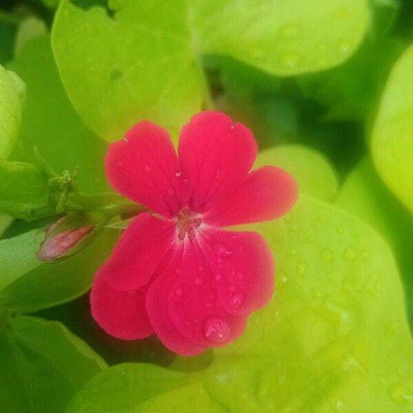 Phlox drummondii Λουλούδι