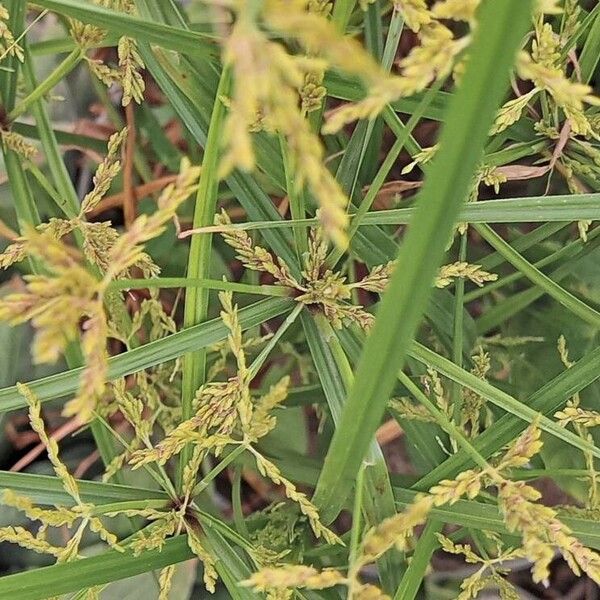 Cyperus iria Leaf