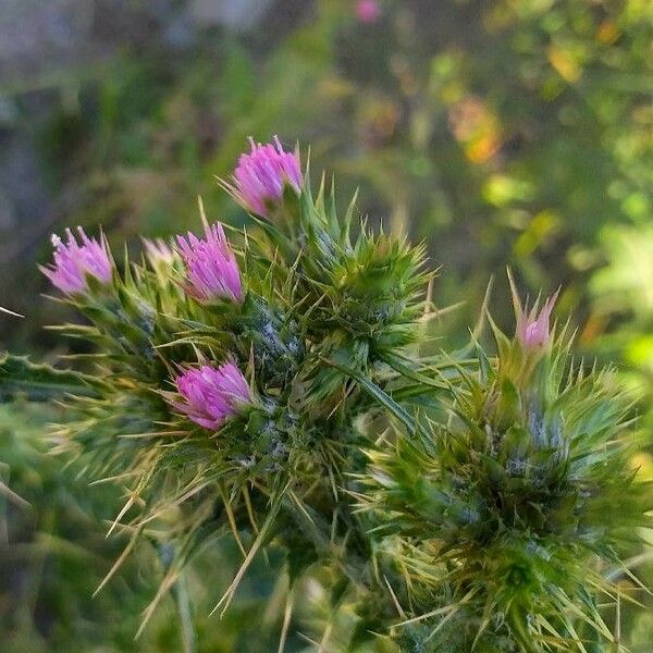 Carduus tenuiflorus Flor