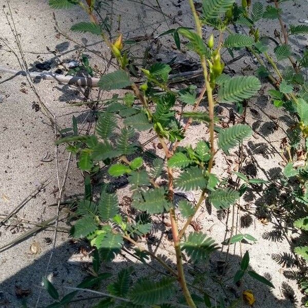 Chamaecrista fasciculata Blad