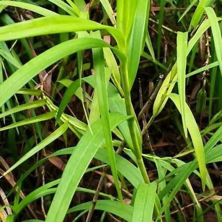 Arundina graminifolia Feuille