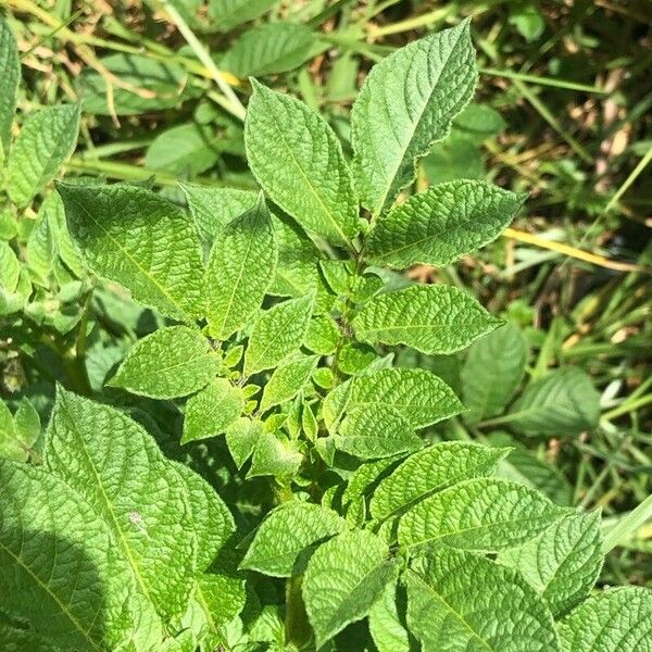 Solanum tuberosum Hostoa