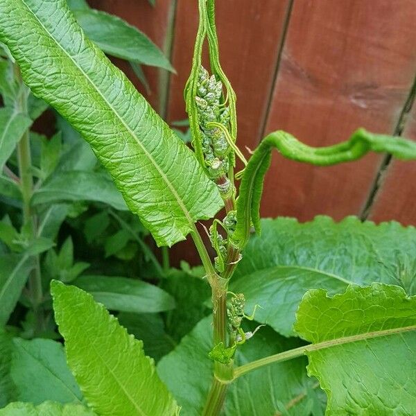 Rumex patientia Folha