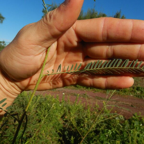 Sesbania bispinosa Blatt