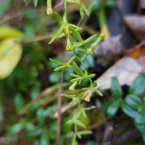 Thesium alpinum Lehti