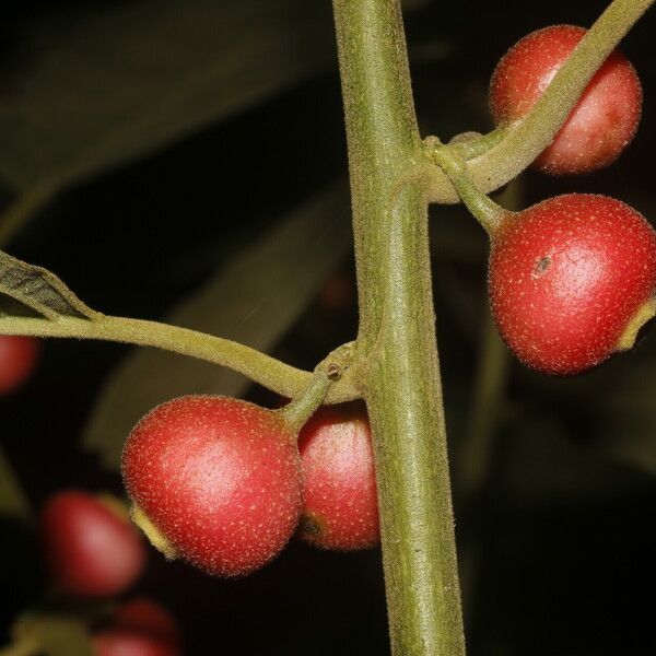 Siparuna gesnerioides Frucht