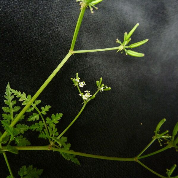 Chaerophyllum villosum Habit