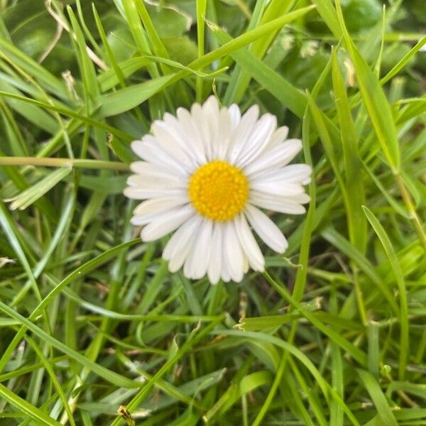 Bellis annua Flower