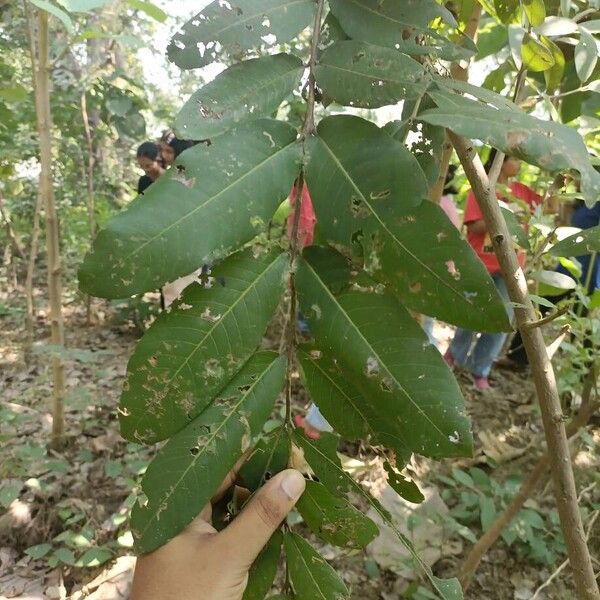 Terminalia arjuna Leaf