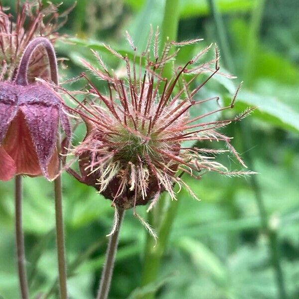 Geum rivale ফল