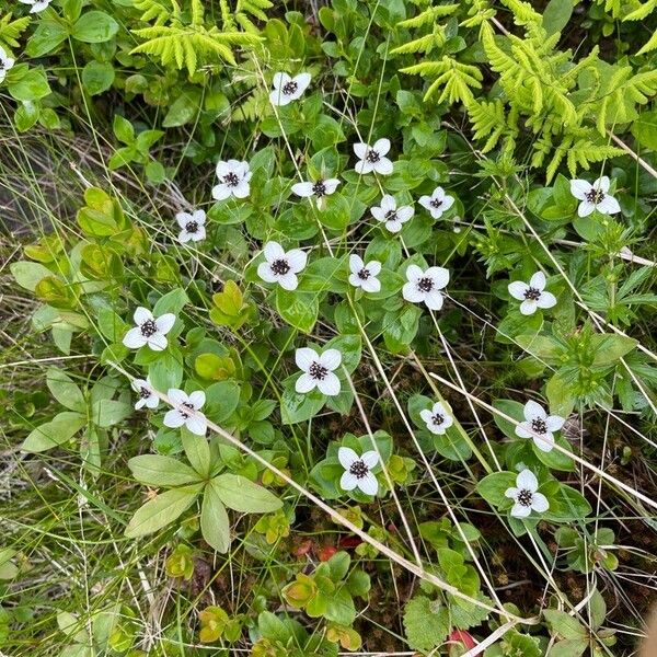 Cornus suecica Žiedas