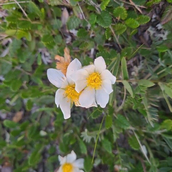 Ranunculus alpestris Λουλούδι