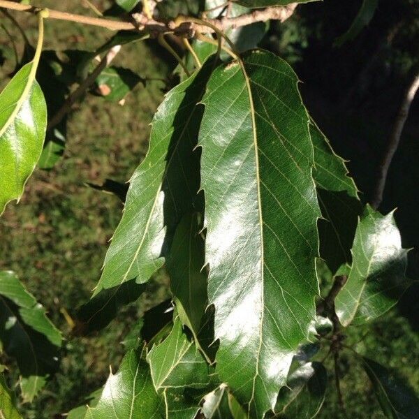 Quercus castaneifolia Leaf