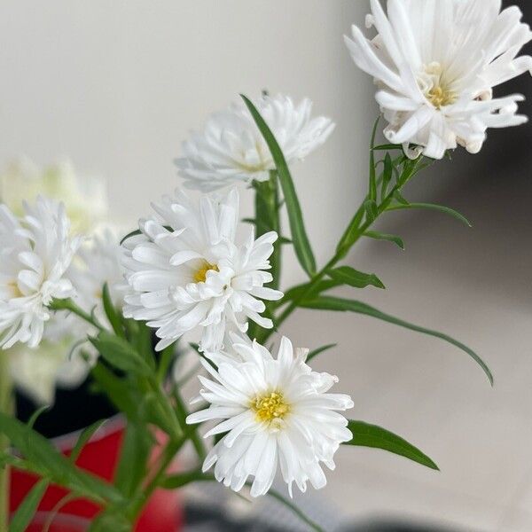 Symphyotrichum ericoides Kwiat