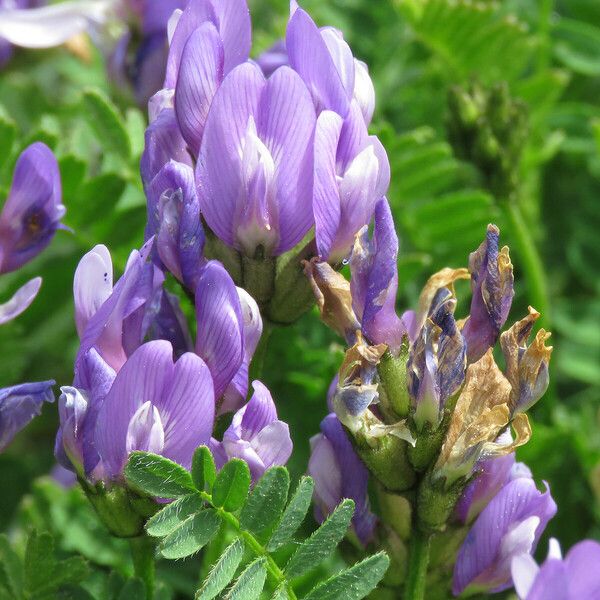 Astragalus danicus Flower