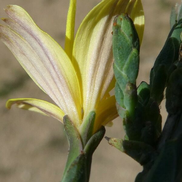 Lactuca viminea Fiore