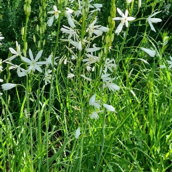 Anthericum liliago Habitatea