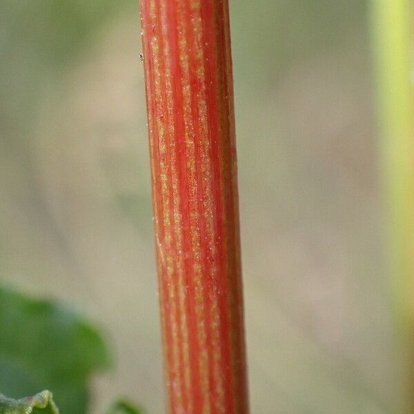 Rumex crispus Bark