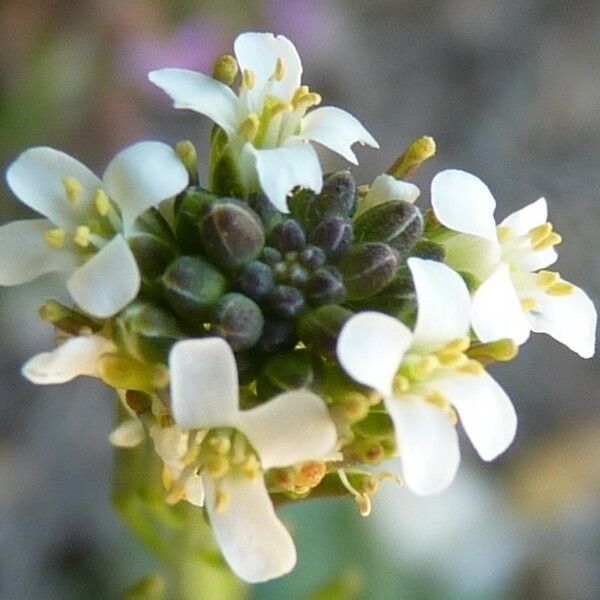 Arabis planisiliqua Цвят