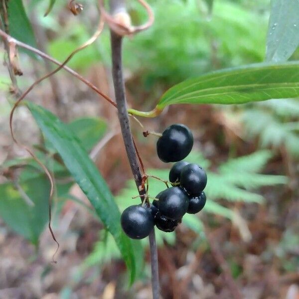 Smilax glyciphylla फल