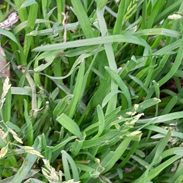 Poa annua Leaf