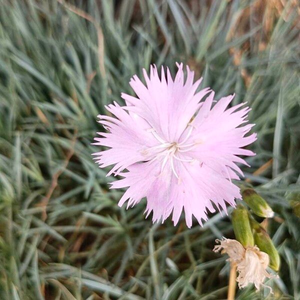 Dianthus plumarius Flower